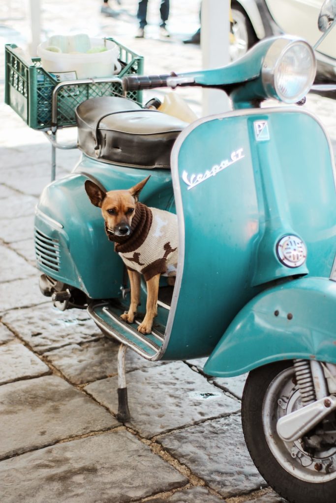 brown and black short coated dog on green motor scooter